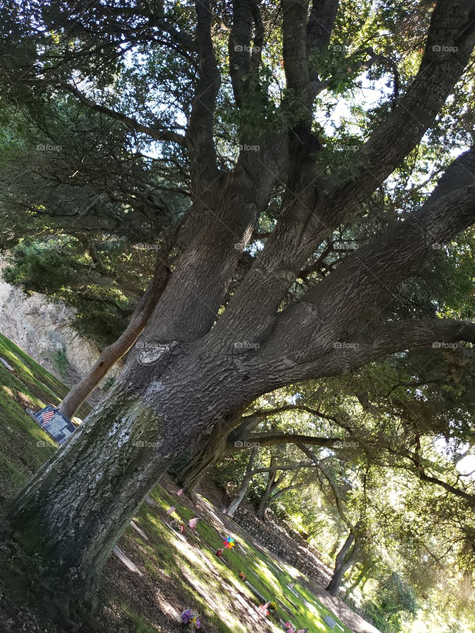 old shade tree