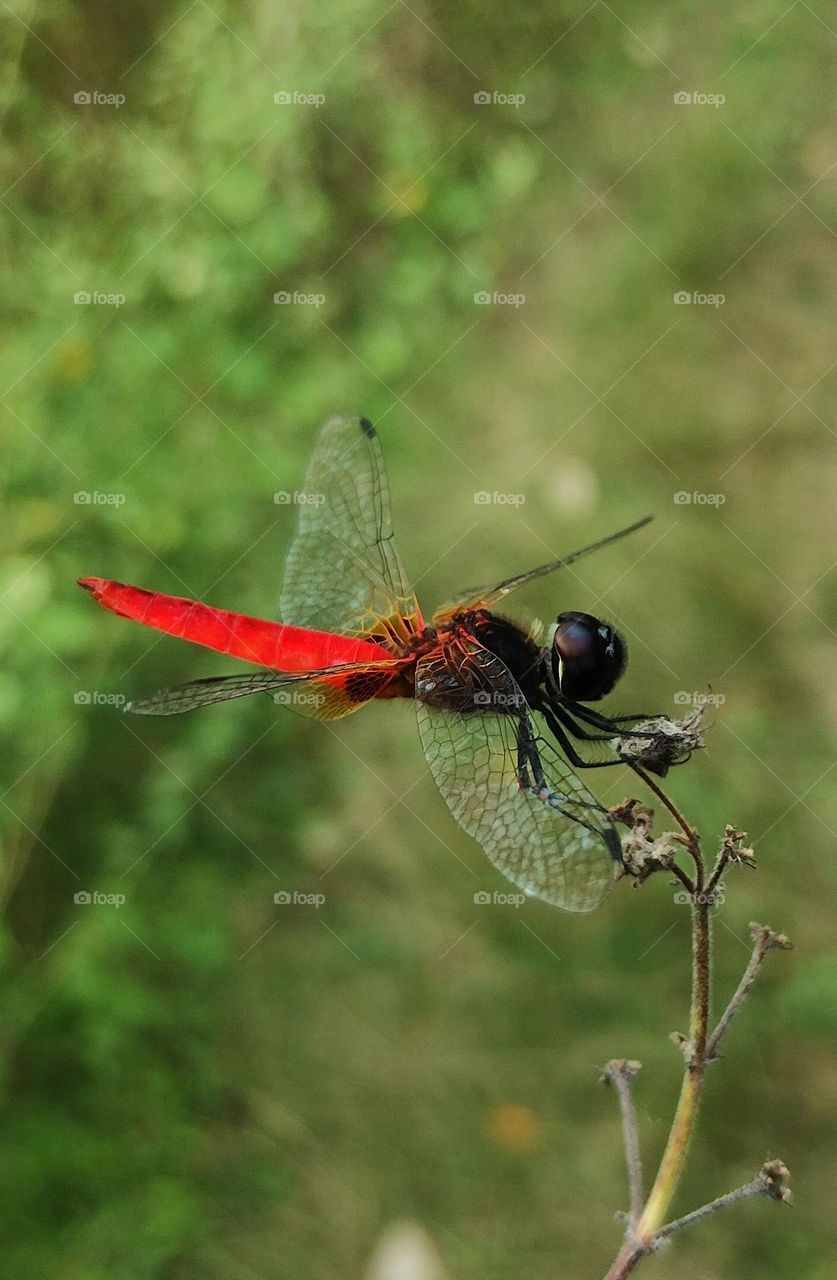 dragonfly