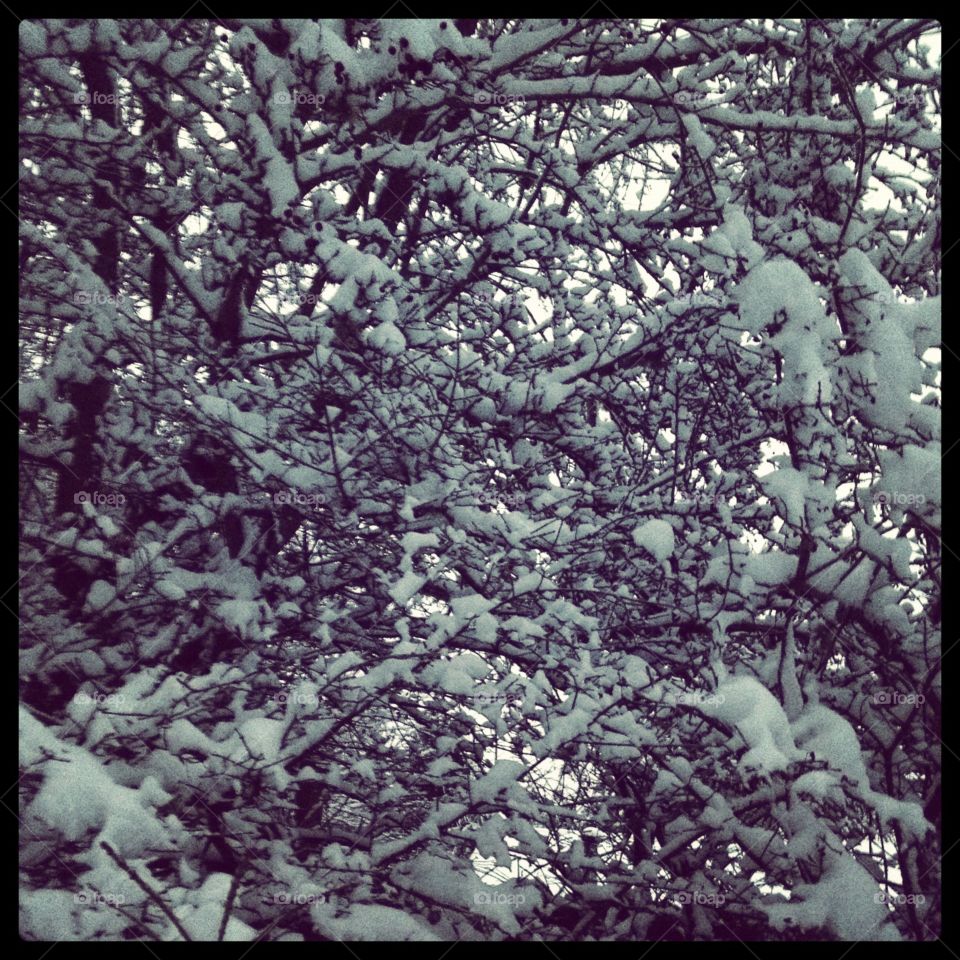 Snow covered branches