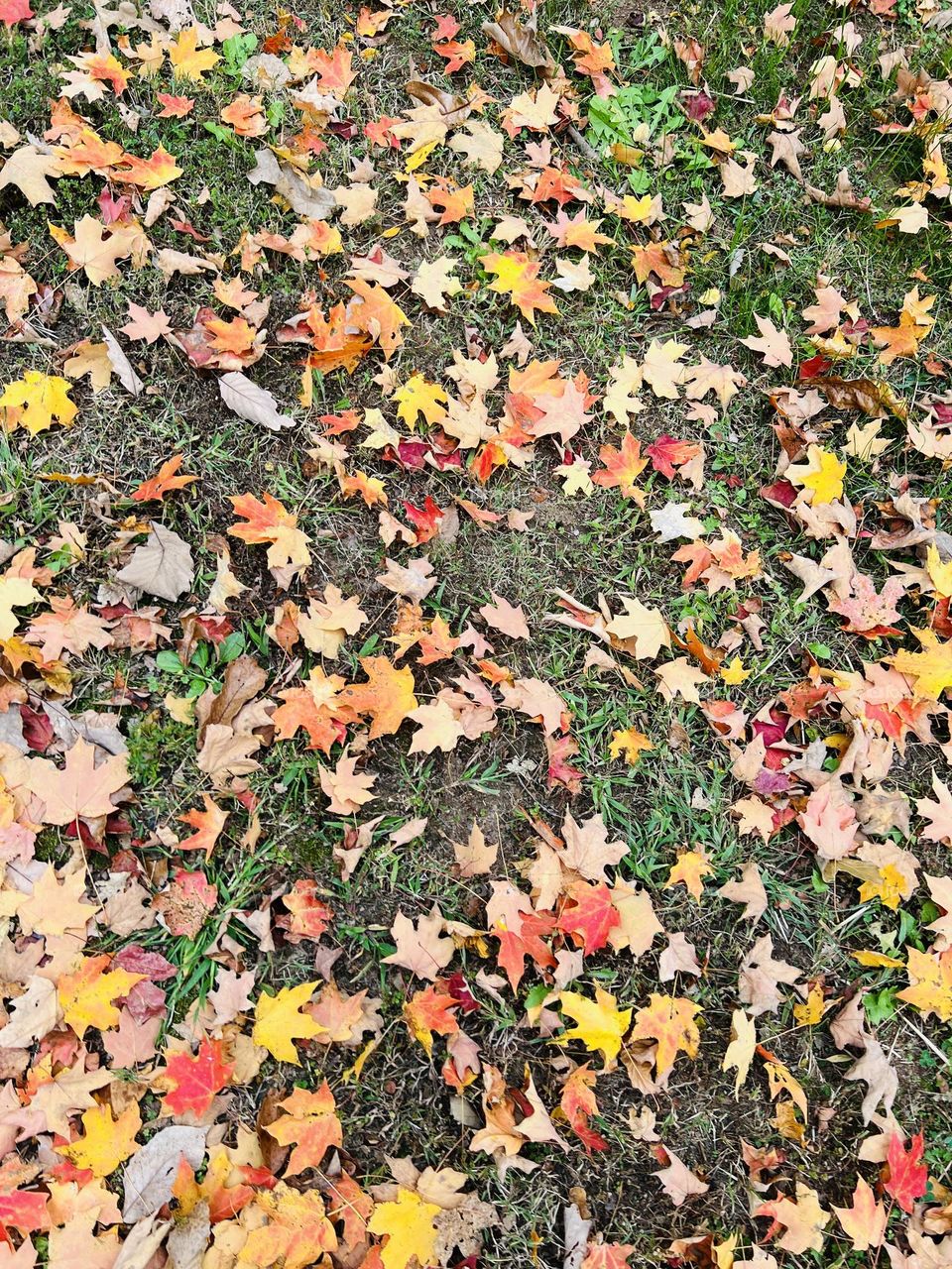 Beautiful Leaves of Color 