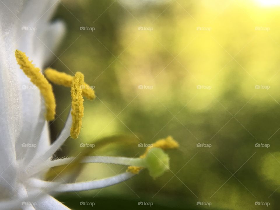 Pollinate 