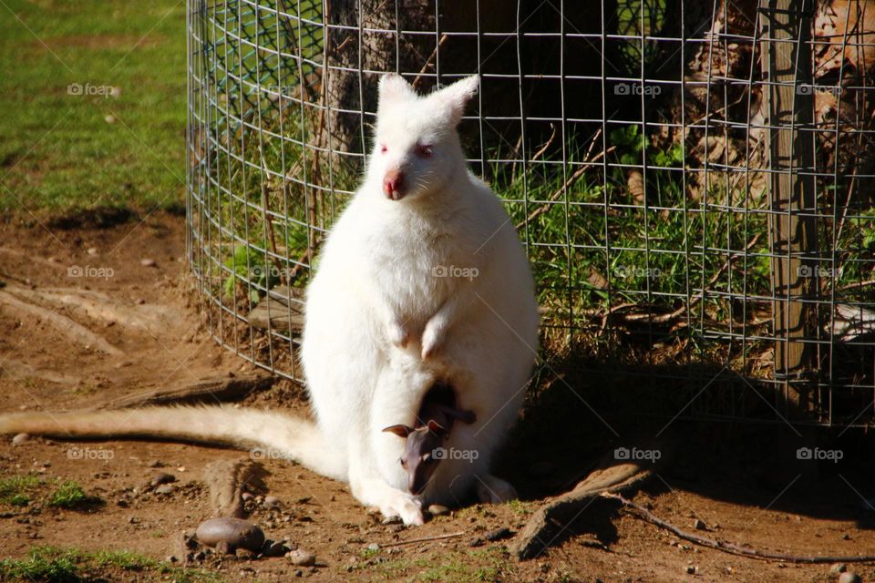 A albino kangaroo with a joey
