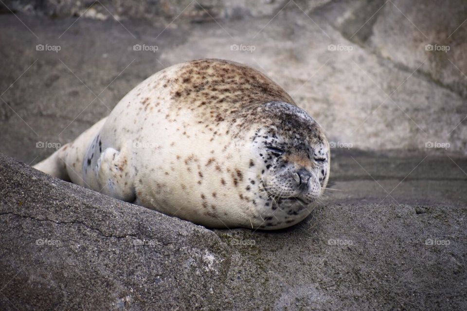 Happy Harbor Seal lying on the rocks in the sun.