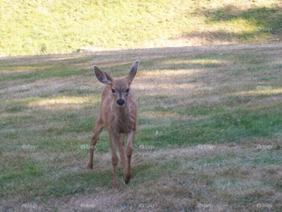 Young Deer Running on Grass In Washington State 