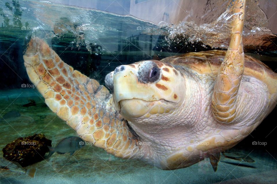 Large Sea Turtle