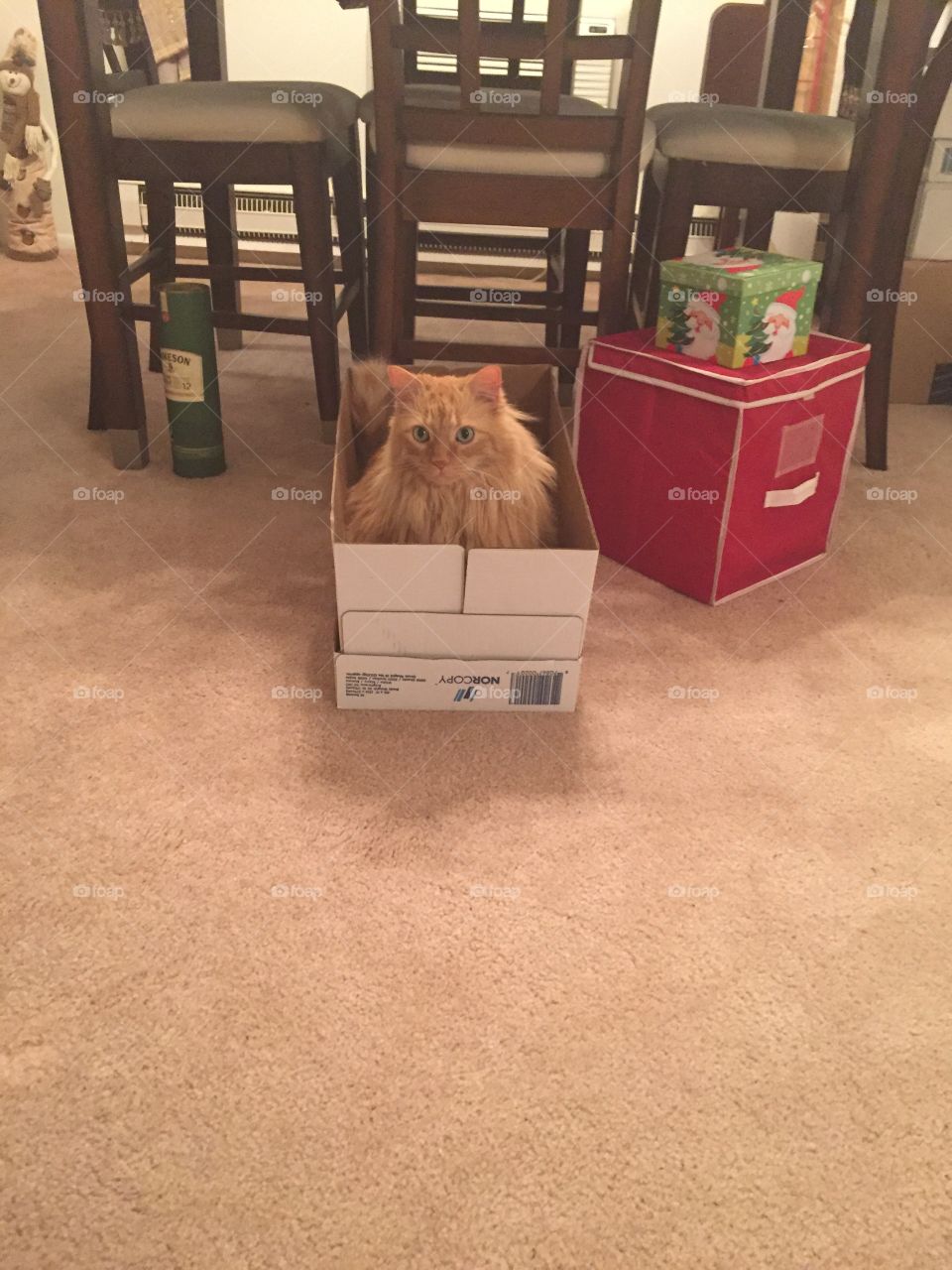 Cat in a box!