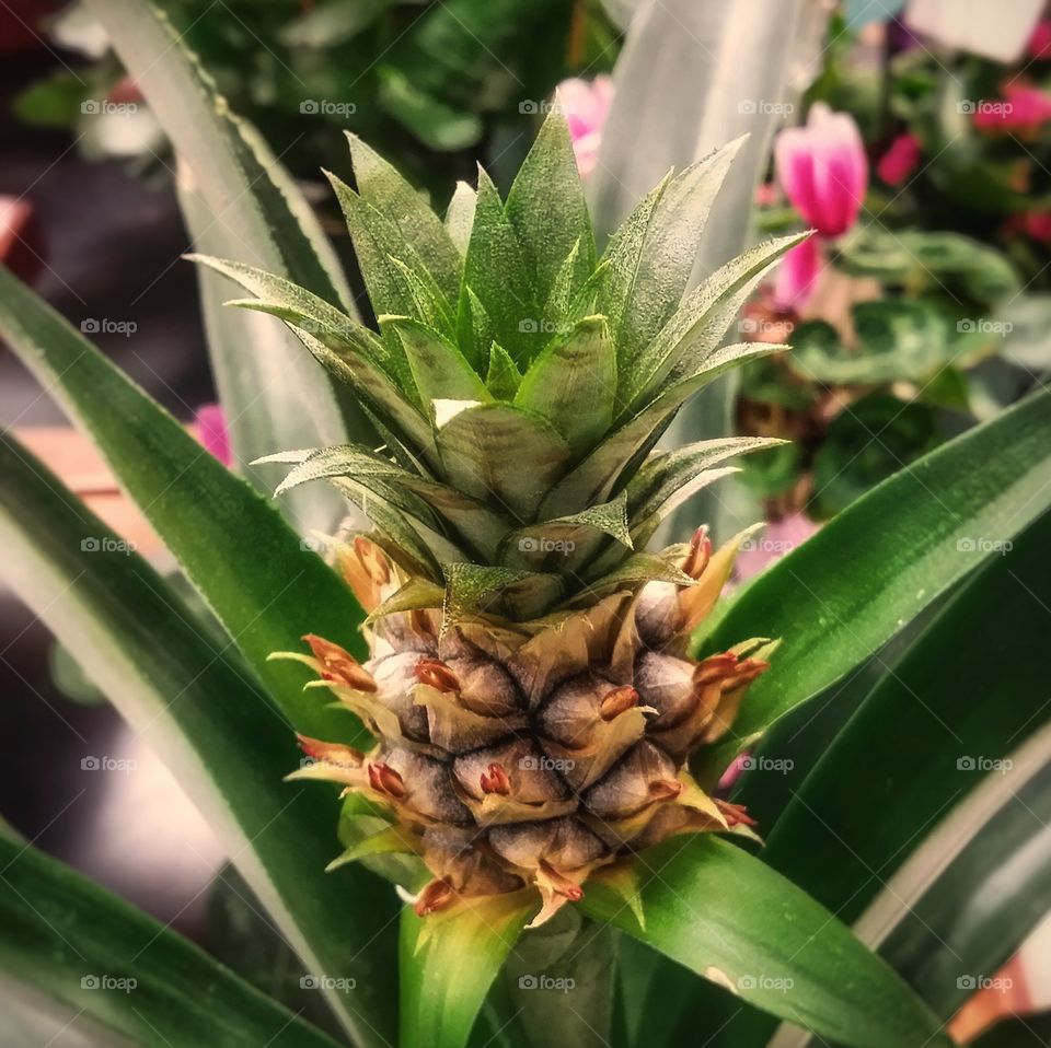 Small Pineapple growing in a pot