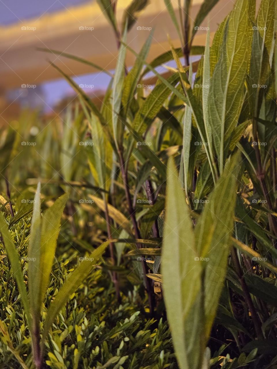 Plants and leaves at the roadside in Kowloon Hong Kong