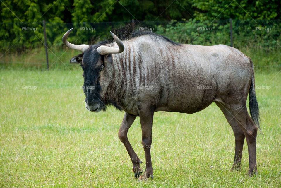 animal zoo wild wildebeest by jbdc