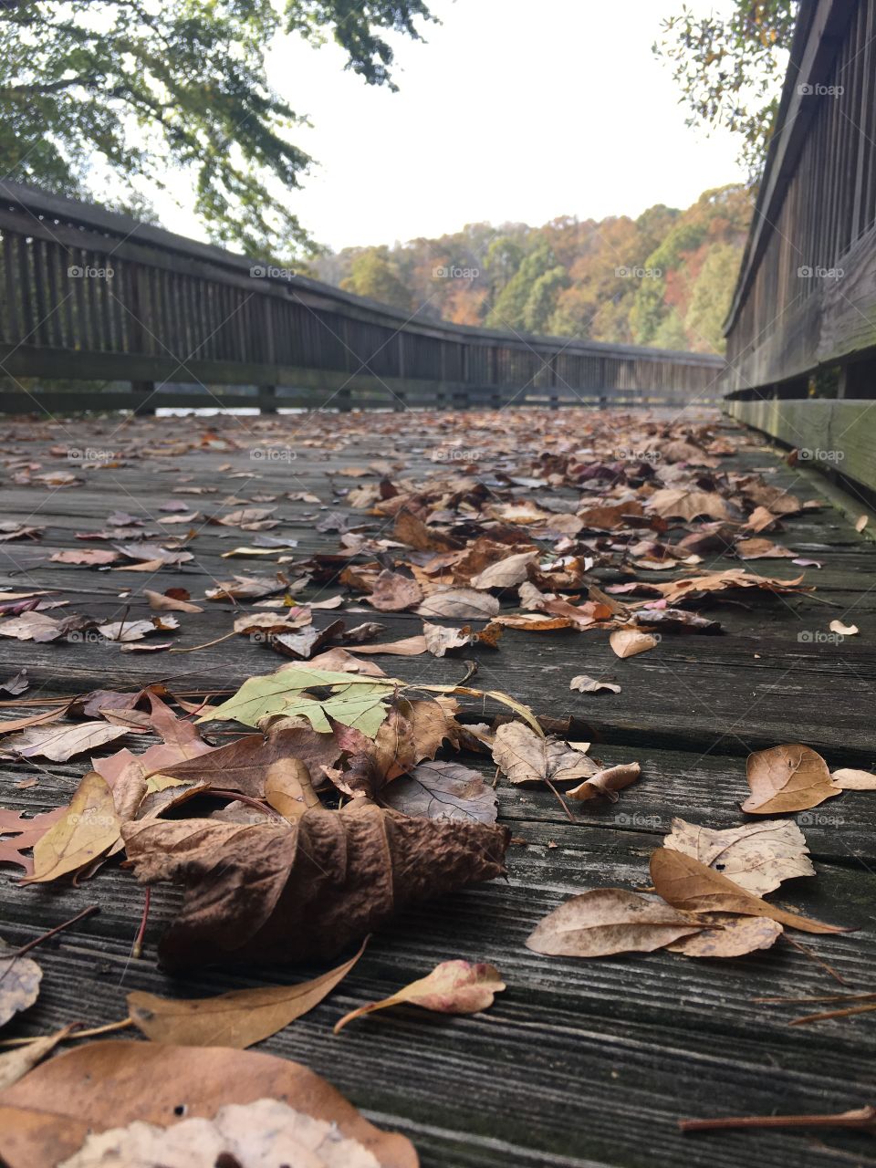 First footbridge for the trails at Yates Mill Park