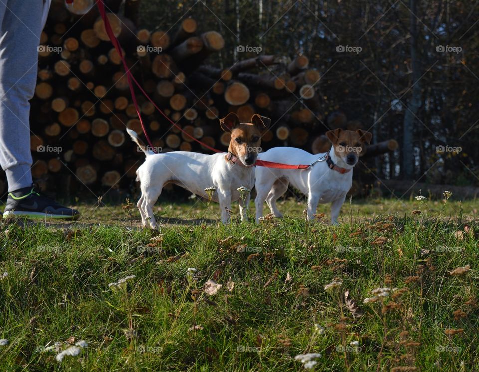 two dogs pet walking with person outdoor cut trees background