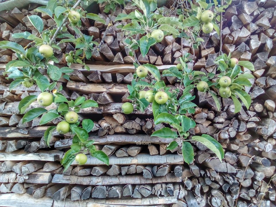 Apple tree and woods background