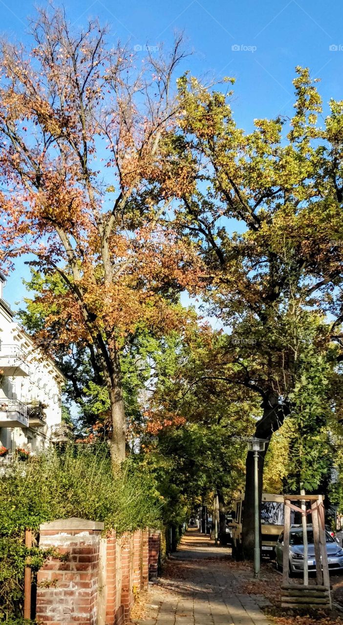 Street in fall colors