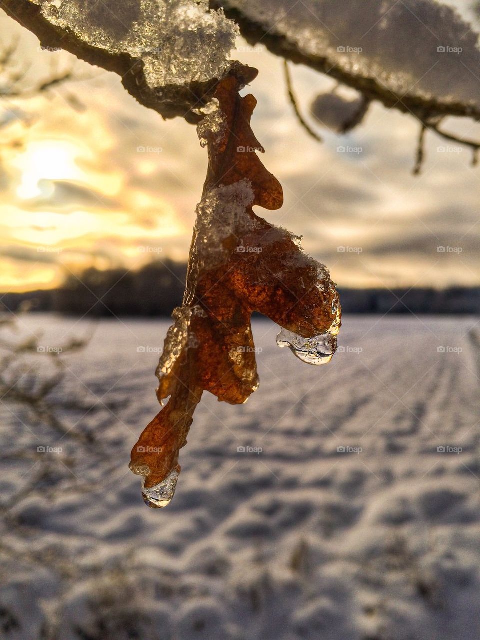 Close-up of a frozen leaf