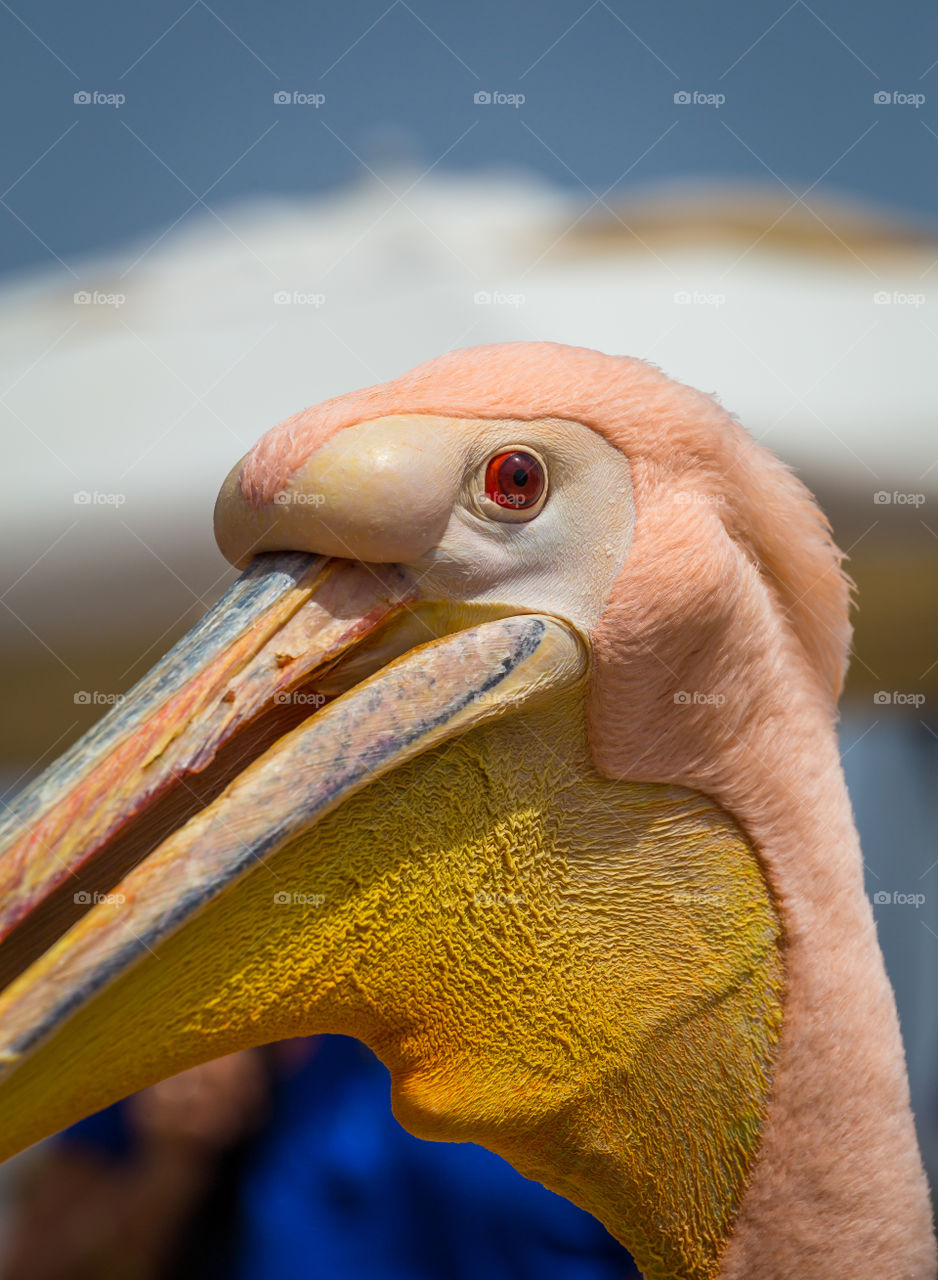 Bird, No Person, Nature, Wildlife, Zoo