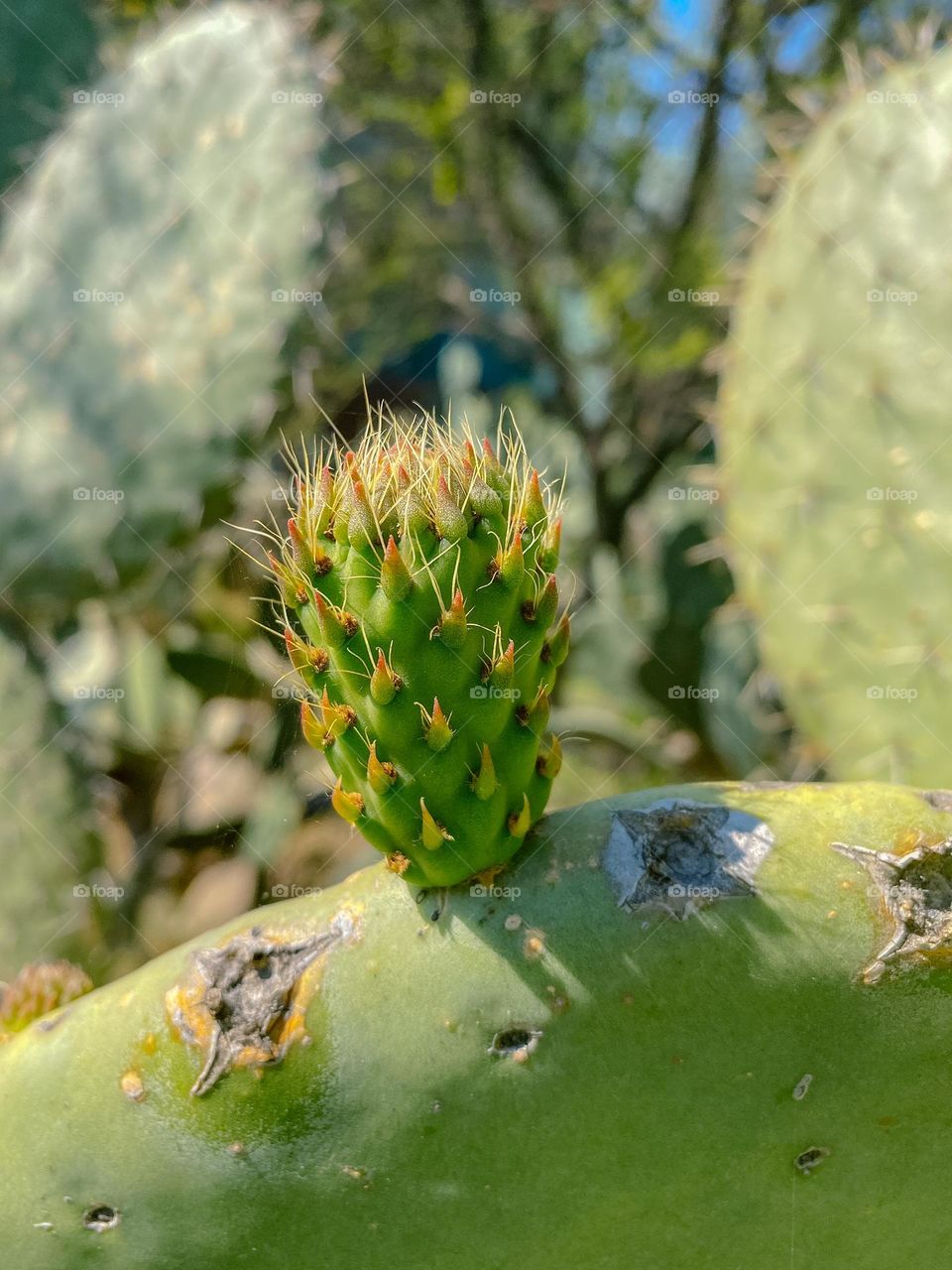 Cactus 
