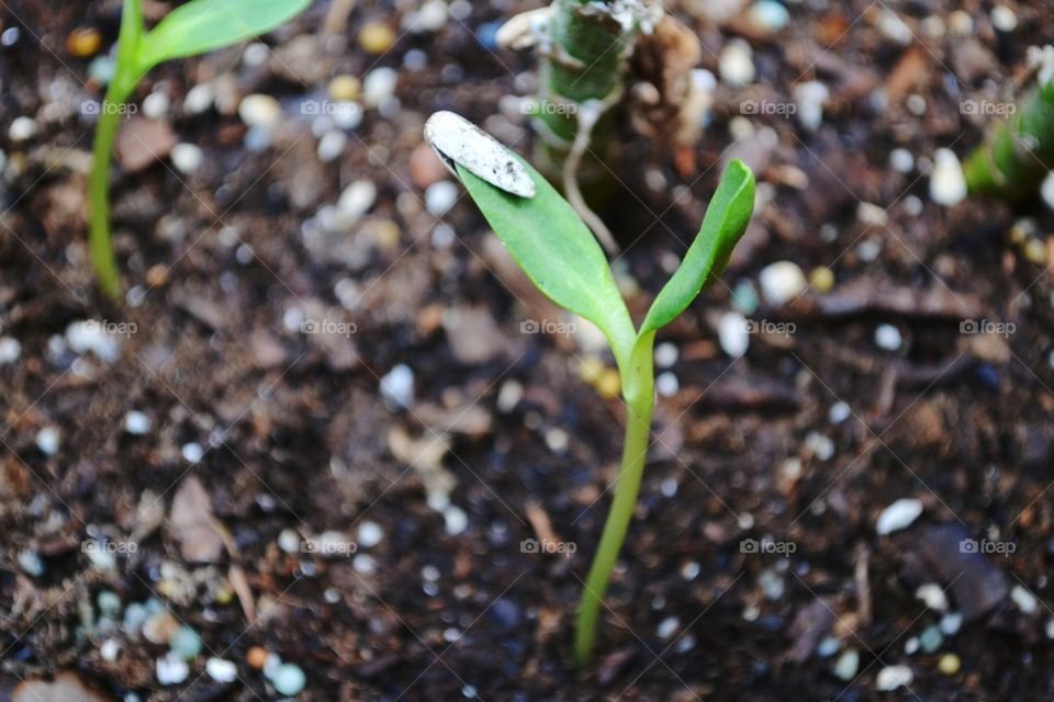 The start of a Sunflower.  Sunflower sprouting.