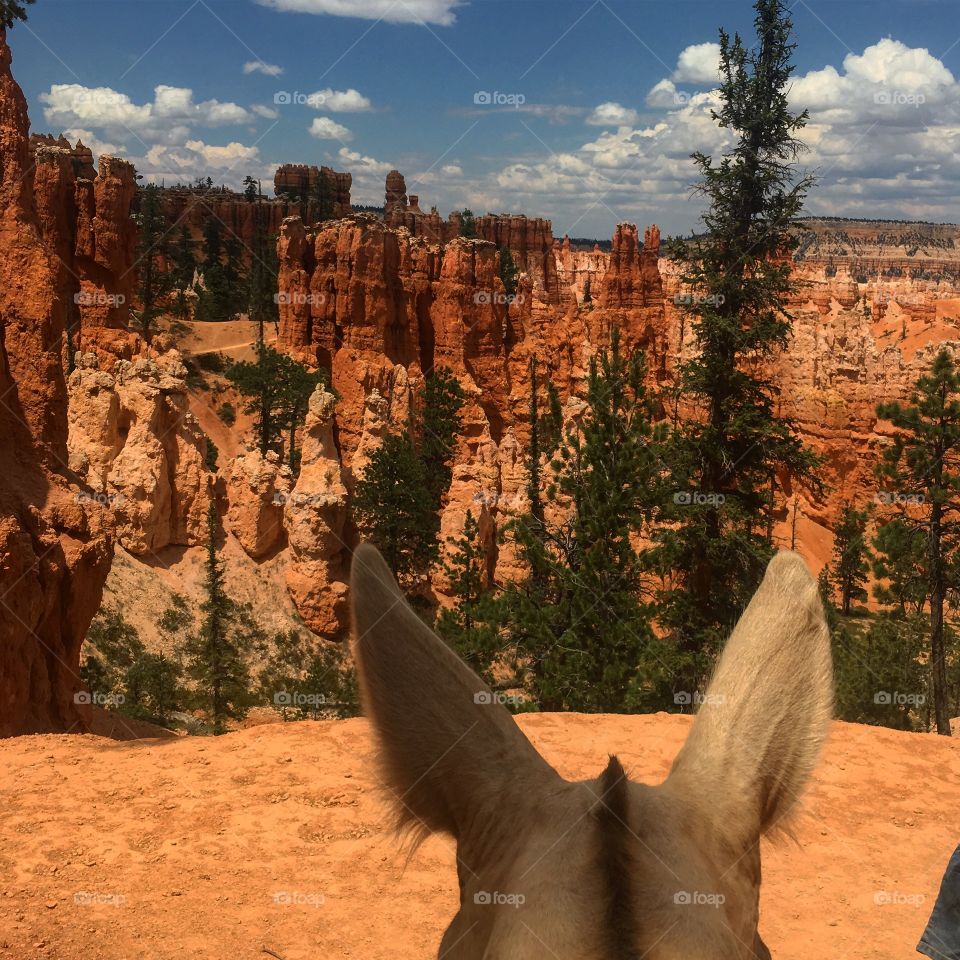 Looking over Bryce Canyon as seen through Miranda the Mule’s ears. Life’s better when seen through the ears of a mule. 