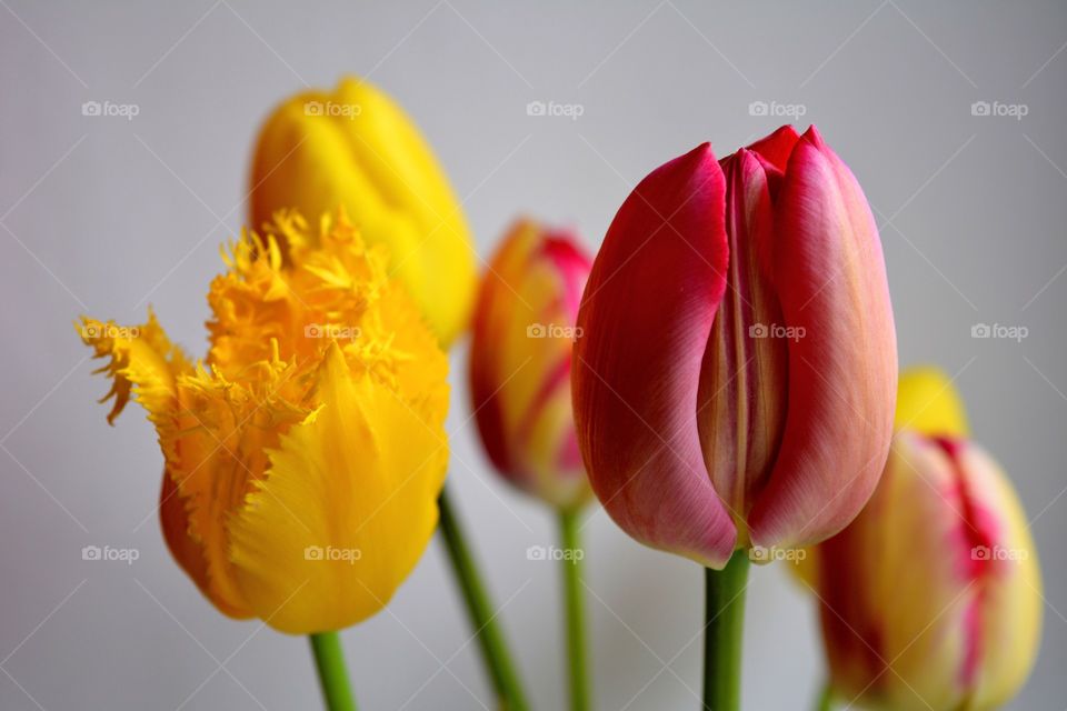 tulips flowers on a white background