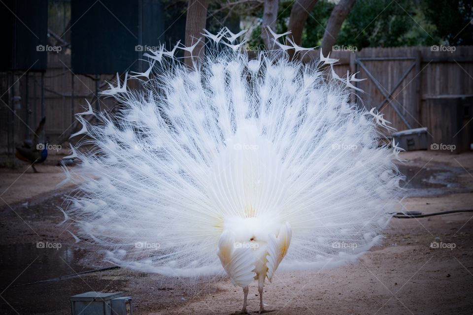 White peacock feathers from the back 