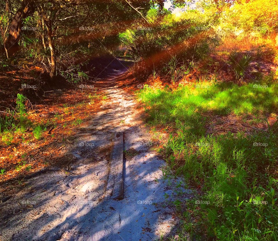 Sunny trail through the forest.