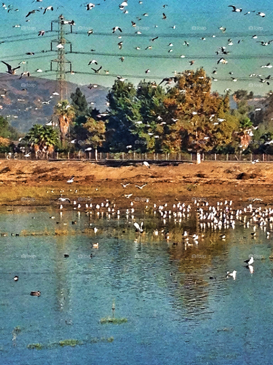 california birds flying ducks by analia