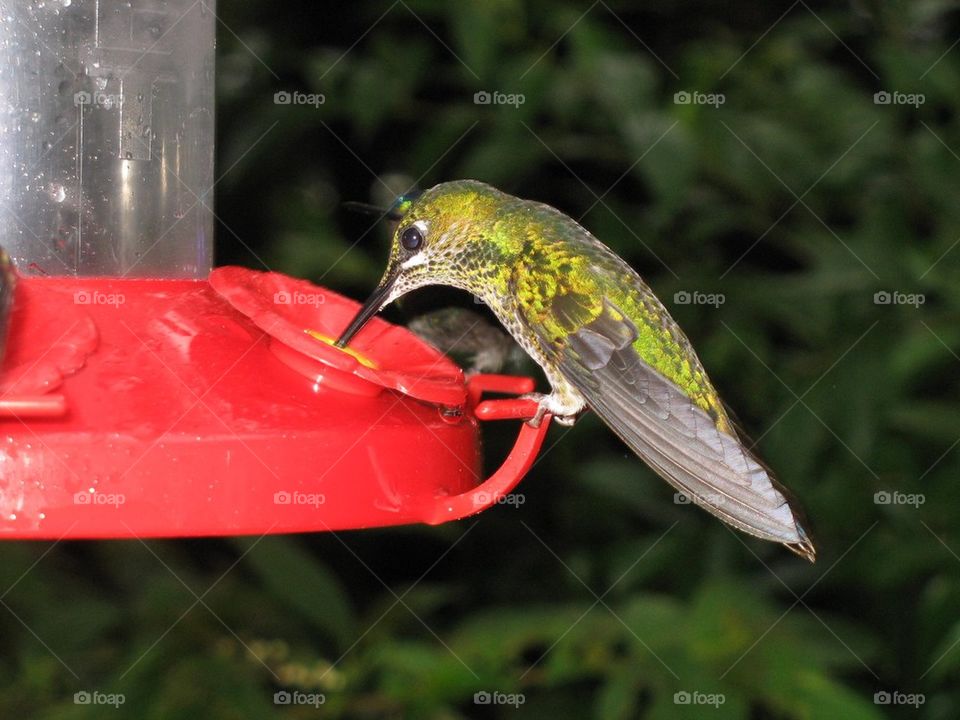 Costa Rican Hummer