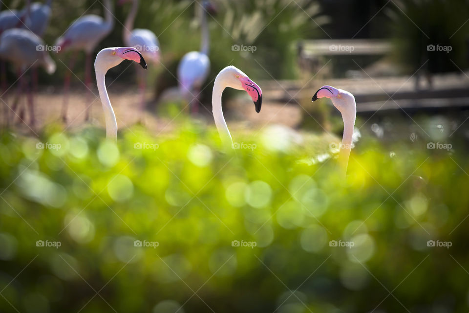 Heads of flamingos popping out from the green bushes
