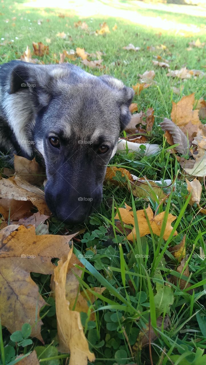Puppy outdoor activities