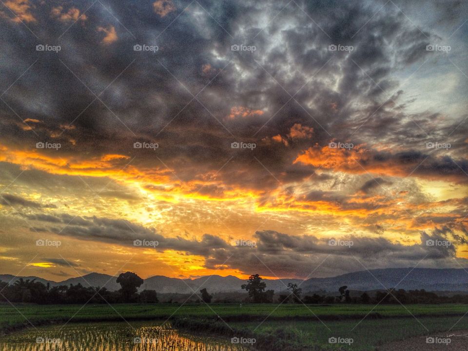 Sunset rice field