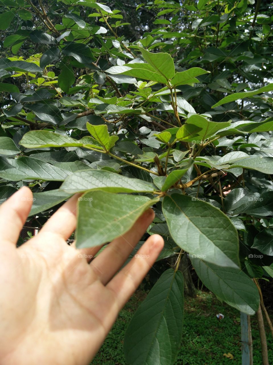 leaves