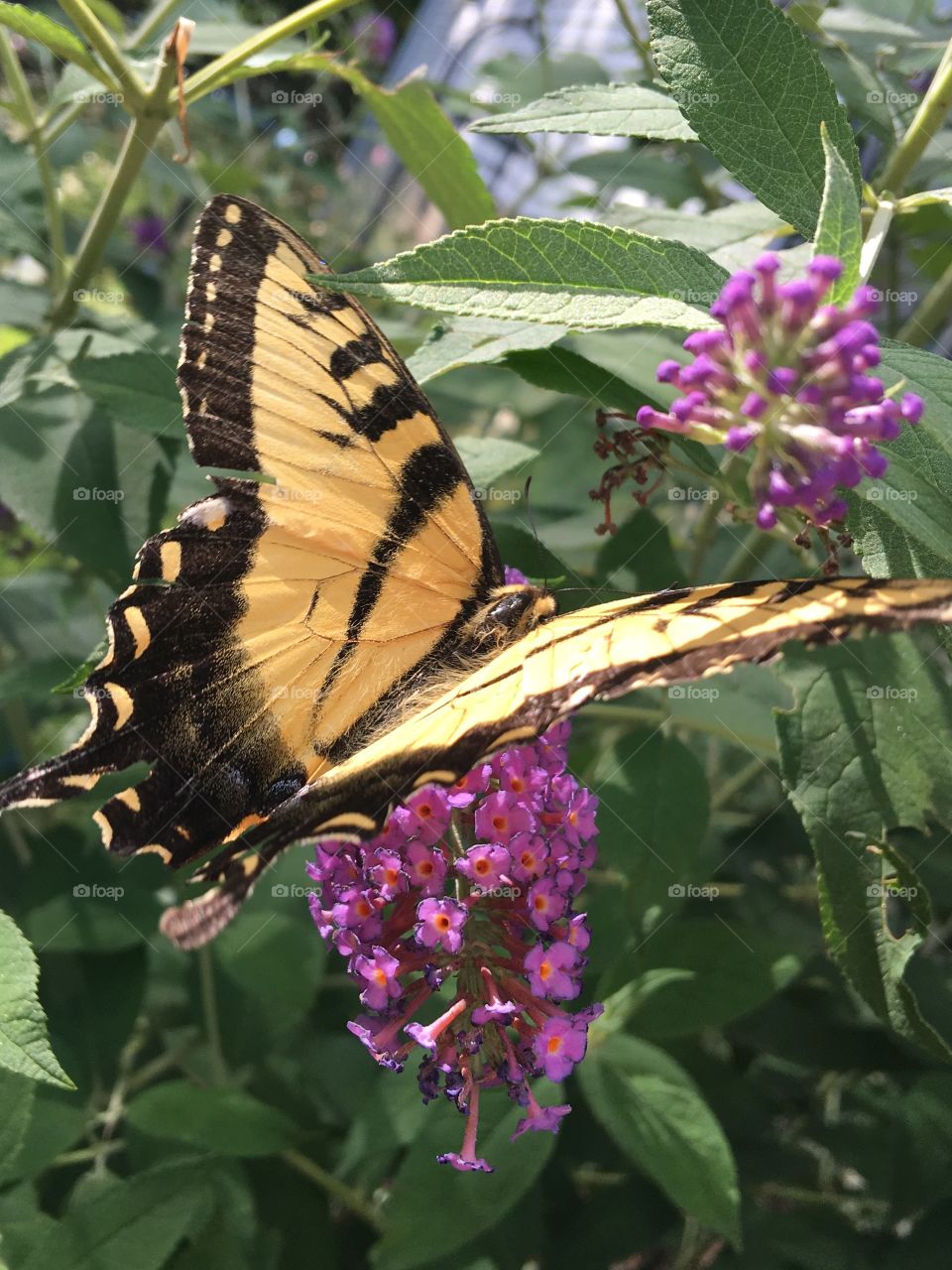 Monarch Butterfly, purple butterfly bush.