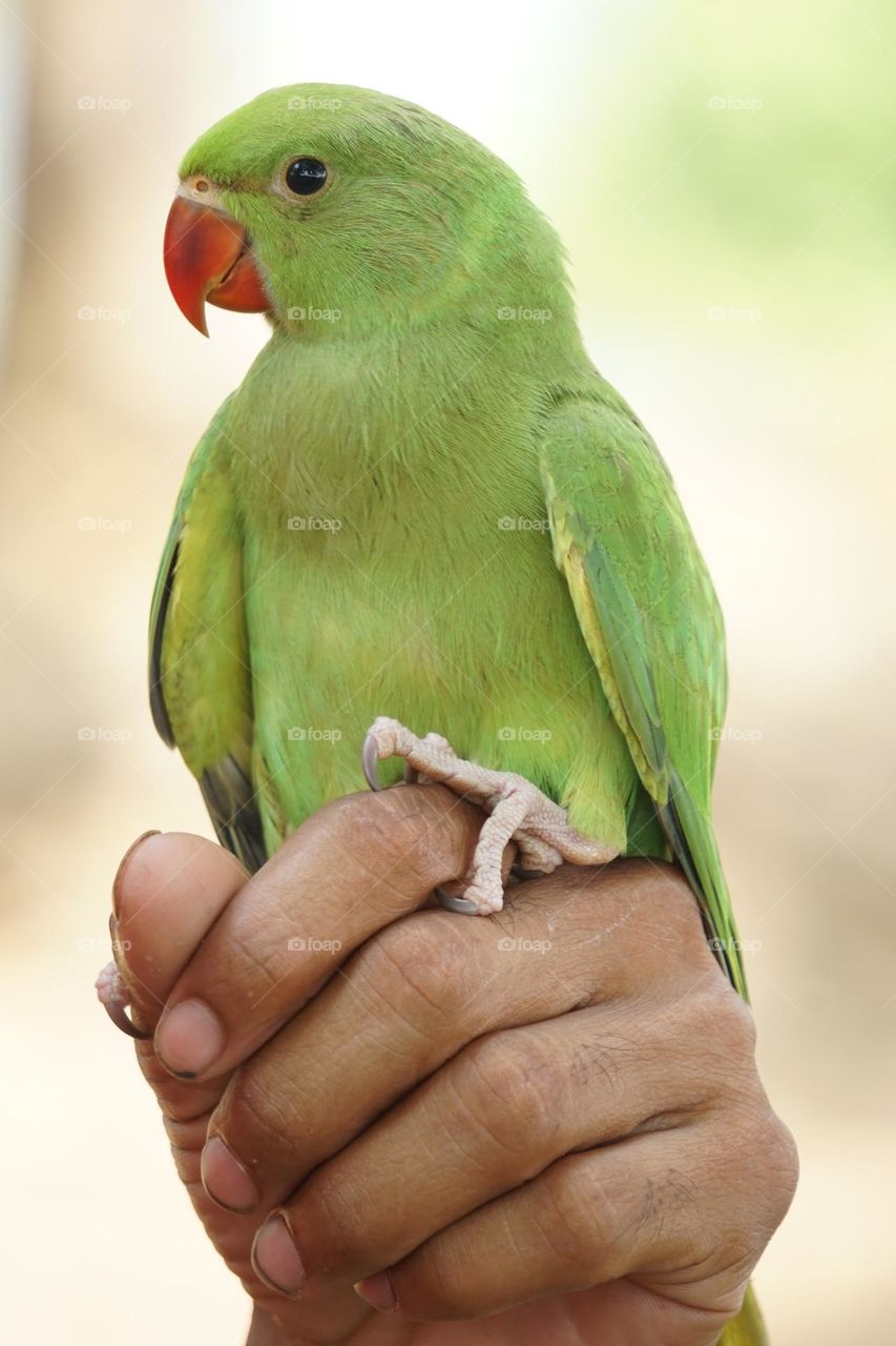 Beautiful bird Parrot