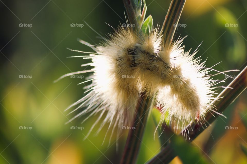 Yellow Bear Caterpillar on stick