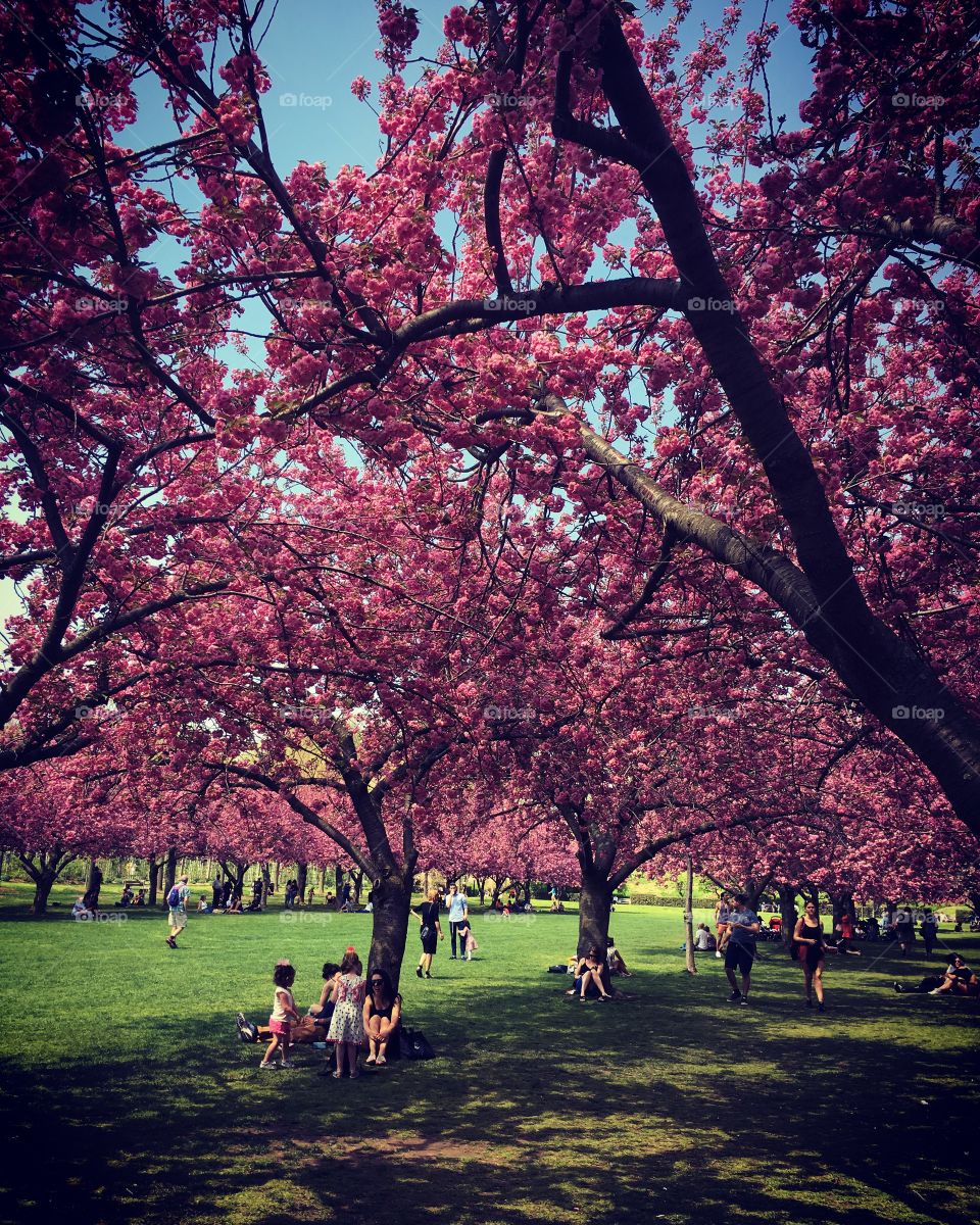 Brooklyn Botanical Garden - Japanese Flowering Trees - Cherry Blossoms 🌸