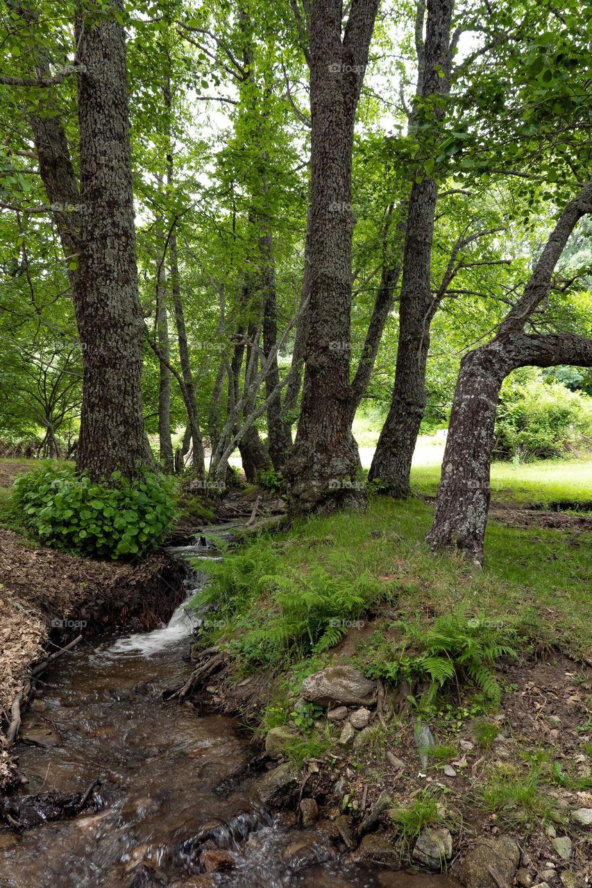 chestnut forest