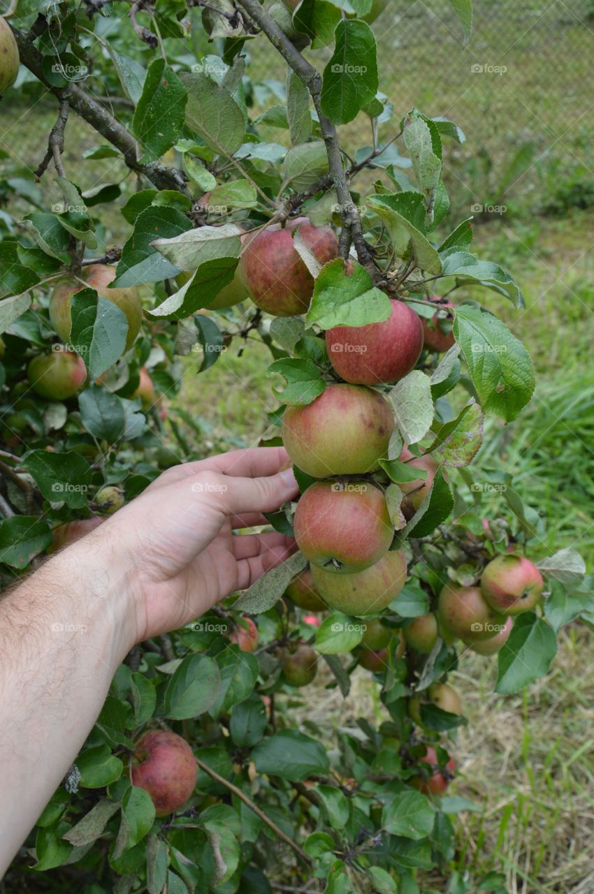 apples on tree