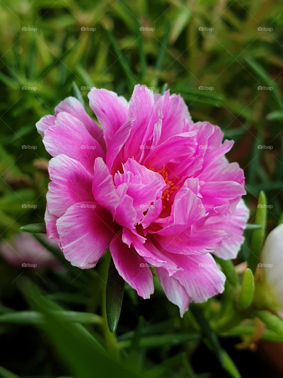 the Portulaca Grandiflora