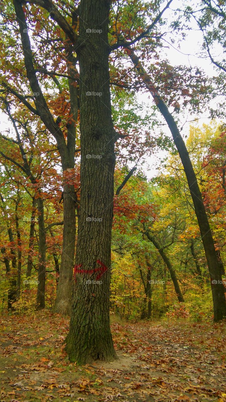 Tree, Wood, Fall, Leaf, Nature