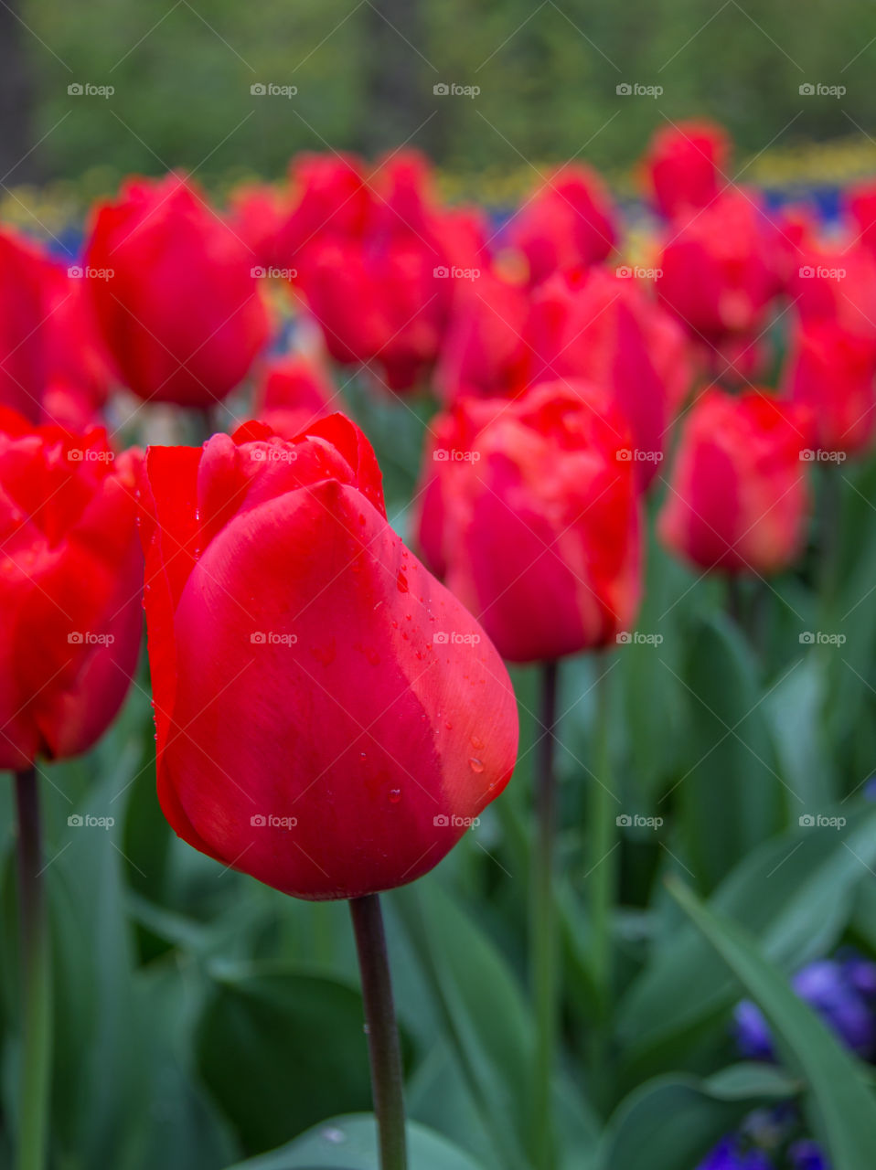 Red tulips