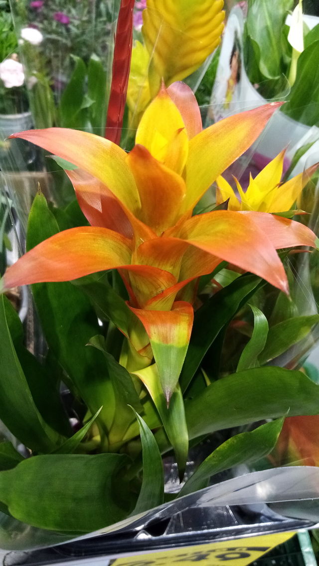 Blumen Germany