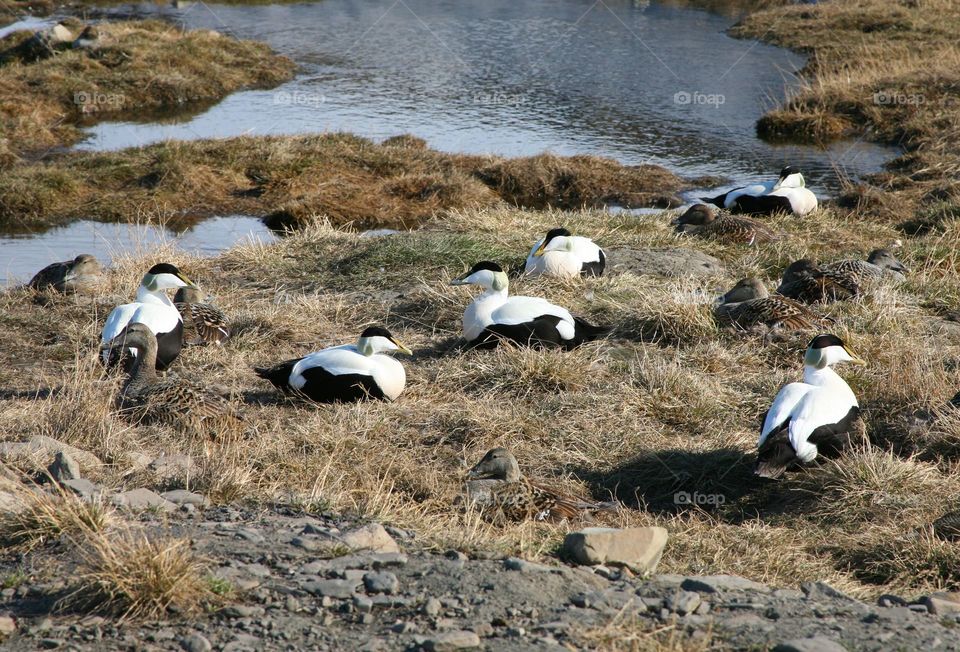 Eider birds. 