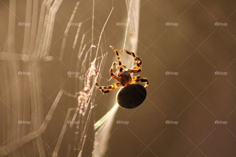 Spider Web