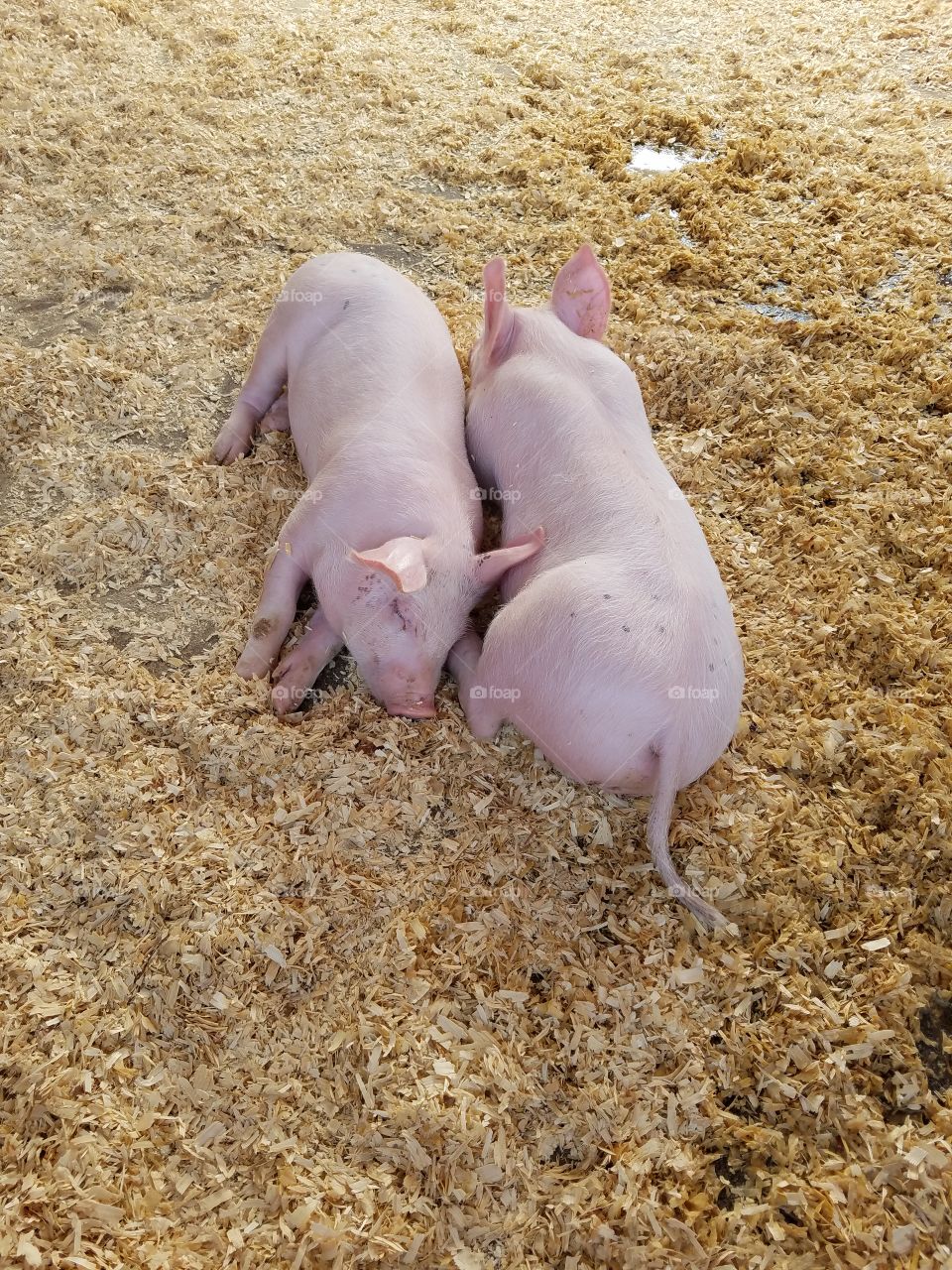 High angle view of piglets relaxing in farm