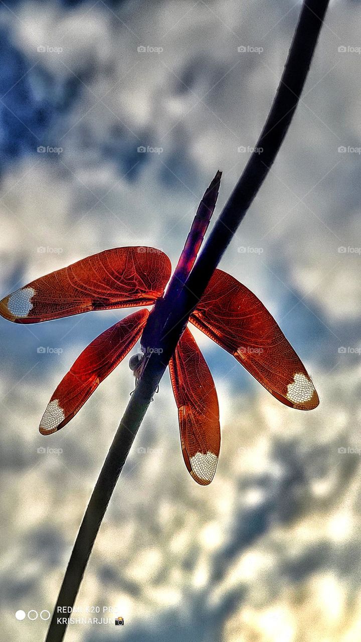 Neurothemis fulvia, the fulvous forest skimmer, is a species of dragonfly found in Asia.