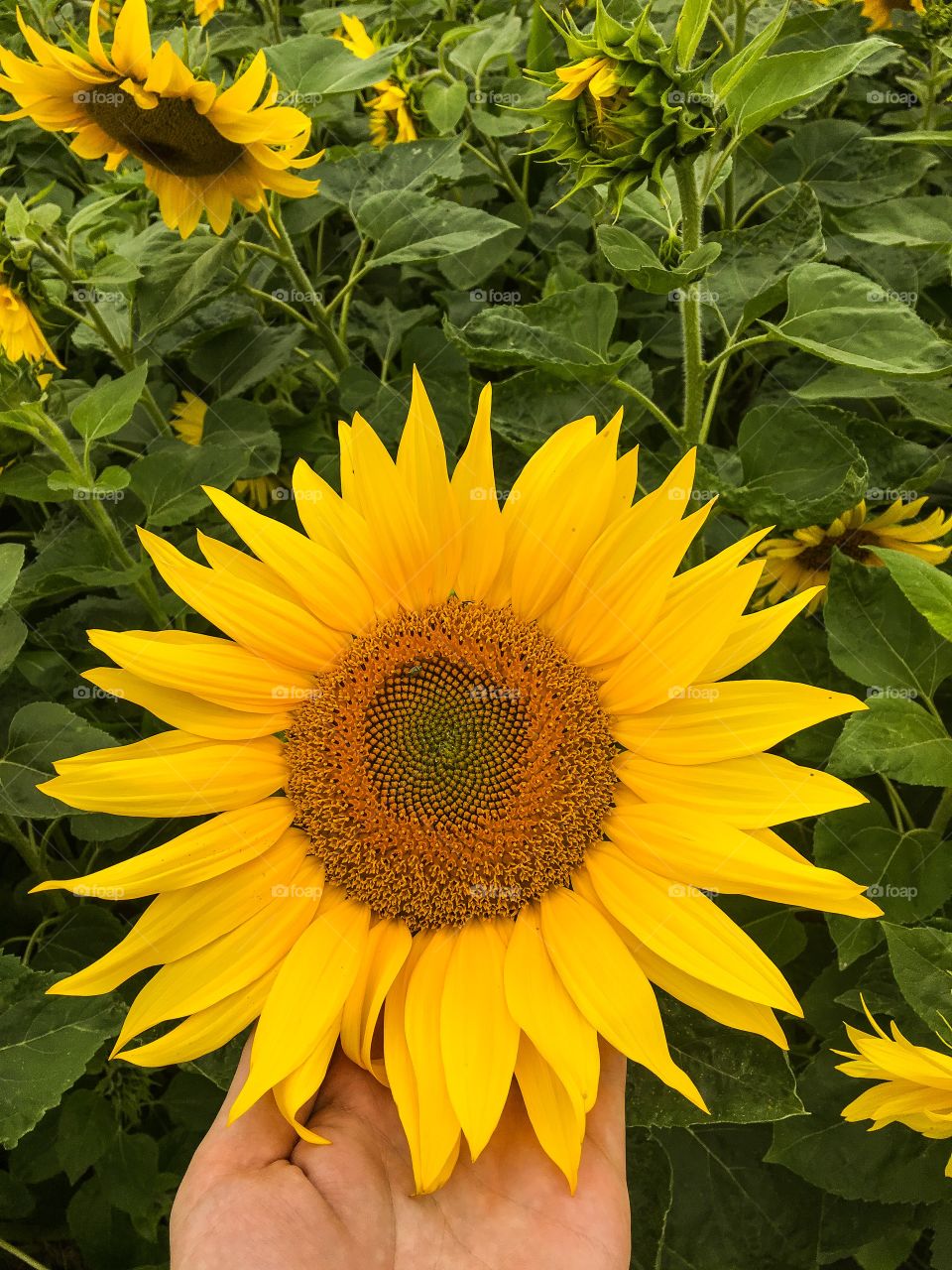 Sunflower, Nature, Flora, Flower, Summer