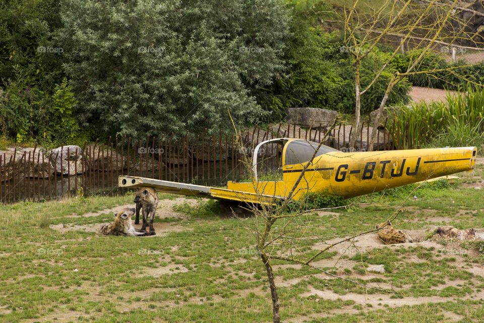 Hyena's under the plane