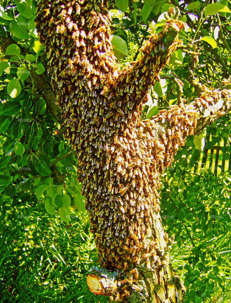 nature tree bees swarm by levyatan
