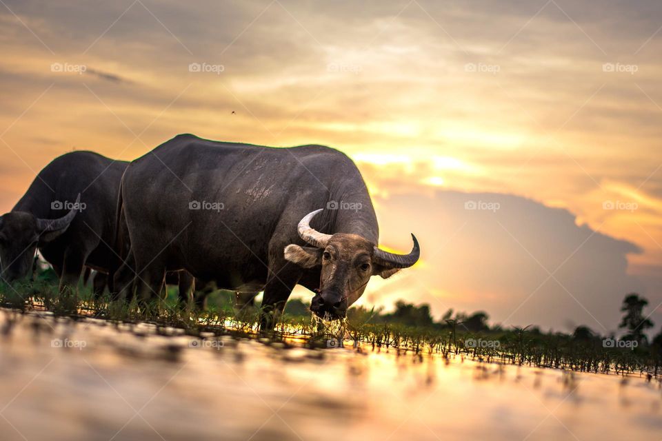Great shot of a Water Buffalo.  All proceeds go towards the conservation of endangered species.