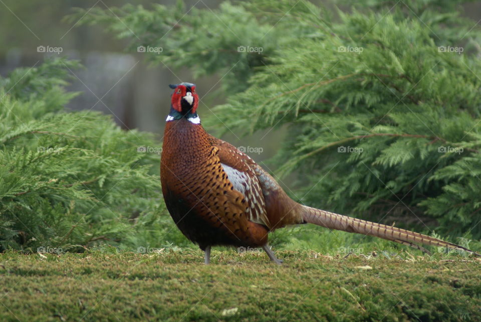 Pheasant sitting on hedge 